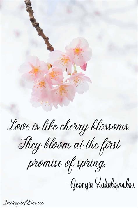 cherry blossom.captions|cherry blossom quotes inspirational.